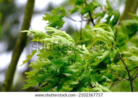 young green leaves of marsh oak, Quercus palustris in a spring garden, summer park stretched out from strong wind, tree branches sway in the background, hurricane concept, storms