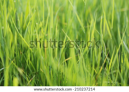 fresh green grass on a natural field.