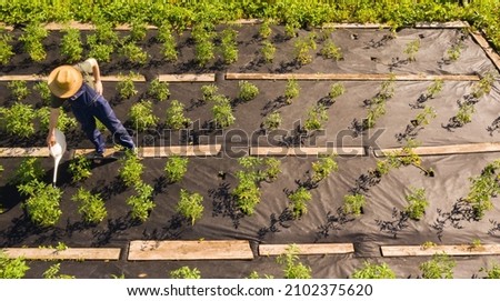 A young man in a straw hat is standing in the middle of his beautiful green garden, covered in black garden membrane, view from above. A male gardener is watering the plants with watering can Royalty-Free Stock Photo #2102375620