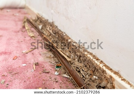 Termite and water damage to baseboard of house, selective focus. Royalty-Free Stock Photo #2102379286