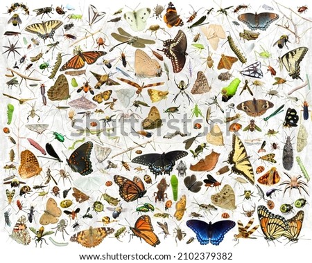 Bugs, Insects, and Spiders Picture Collage. Wildlife Nature Collage 