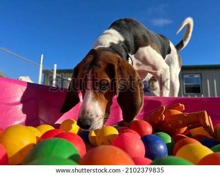 Treeing walker coonhound dog using foraging instincts to find treats hidden in the bright colorful plastic balls in the pink kiddie pool outside on sunny day at doggy daycare canine training center  Royalty-Free Stock Photo #2102379835