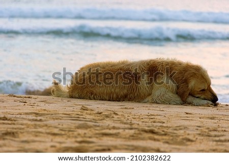 A sea dog sleeps on the beach. A lover of swimming in the ocean. Sri Lanka Royalty-Free Stock Photo #2102382622