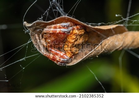 A picture of a spider sleeping in a dried leaf