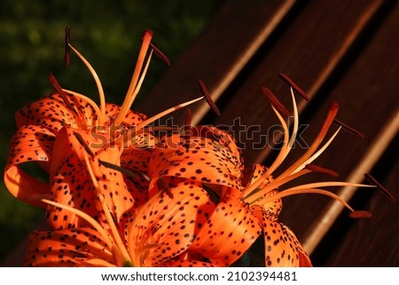 Lancifolium. Orange Lily flower on a wooden surface .Beautiful flower of orange Lily in the garden on a summer day. Lilium Tigrinum.  Lilium .Floral background. Beautiful flower blossom 