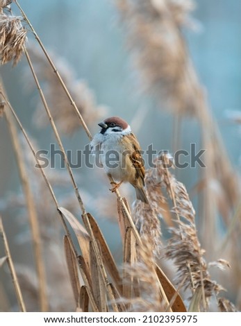 Tiny sparrow (Passer montanus) sitting on reed stalk. Beautiful bird with brown, black and gray feathers singing near the lake. Amazing wildlife with sedges and blurred blue background Royalty-Free Stock Photo #2102395975