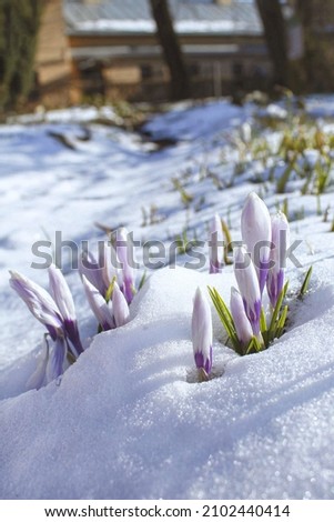 Crocuses in a clearing under the snow on a sunny day