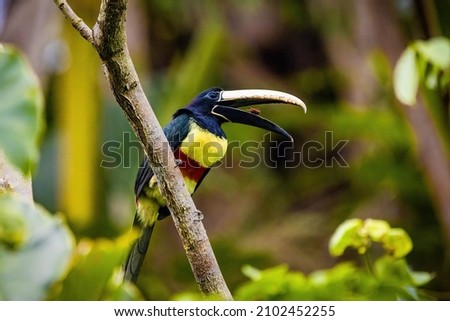 Green aracari eating wild toucan close up portrait in rainforest jungle