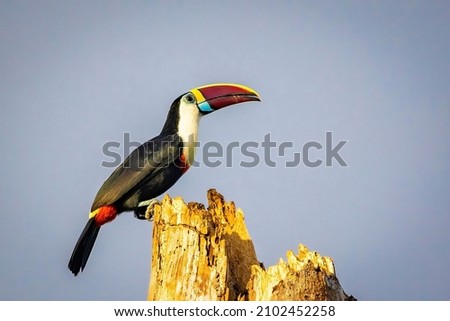 Scenic portrait of White-throated Toucan at sunset outdoors