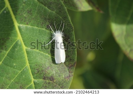 Albino moth highlighted on leaf, white butterfly fur.