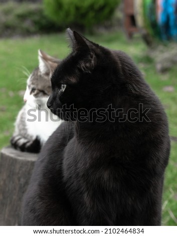 black cat sits and looks attentively in the background white cat looks synchronously