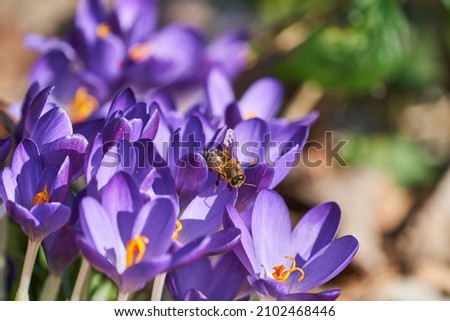 A Crocus is a flowering plants in the iris family and a perennial flower growing from corms