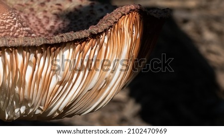 Nature Abstract: Close Look at Gills of a Parasol Mushroom
