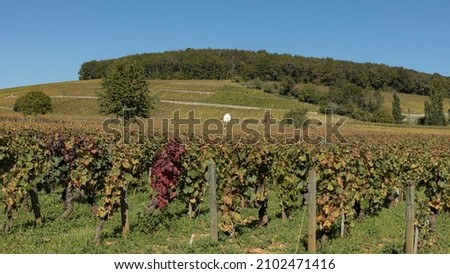 looking uphill at the vineyards of the golden slope in the Burgundy region