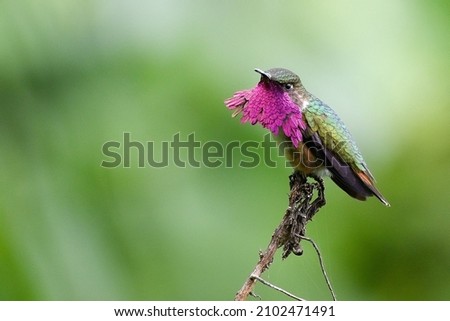 Wine throated hummingbird perched on a branch
