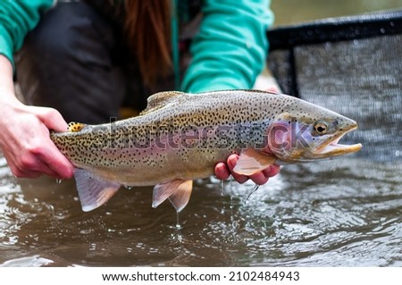 Female angler holding a rainbow trout caught while fly fishing in Alberta  Royalty-Free Stock Photo #2102484943