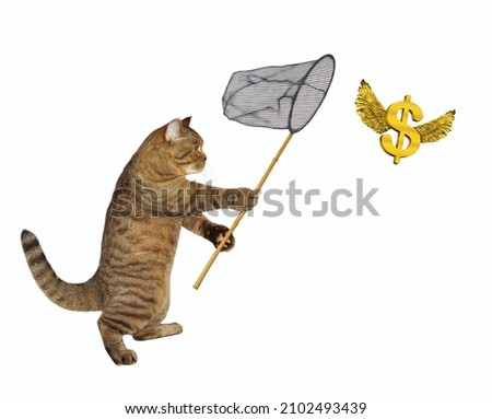 A beige cat with a butterfly net catches gold winged dollars. White background. Isolated.
