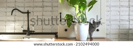 Monstera plant in a white pot on a white kitchen and little grey domestic cat. The concept of homeplant and pets. Monstera deliciosa leaves or Swiss cheese tropical leaf.