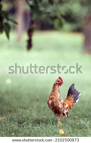 A vertical shot of a hen on a green meadow