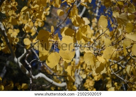 A Beautiful view of an autumn landscape and aspen trees with yellow leaves against a blue sky