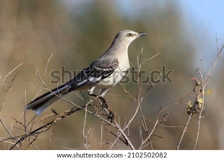 Mockingbird Profile perched on Branch