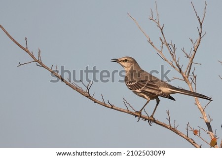 Northerm Mockingbird perched on Branch