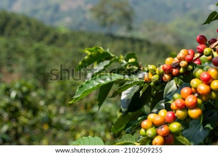 Coffee fruit in the trees, known as drupe. Jardin, Antioquia, Colombia. Royalty-Free Stock Photo #2102509255