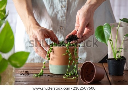 Hands pouring soil to a newly transplanted senecio rowleyanus plants, with other baby plants waiting to be transplanted Royalty-Free Stock Photo #2102509600