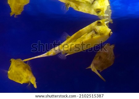 Fish under water, yellow trunk cow fish: lactoria cornuta, 
blurred background