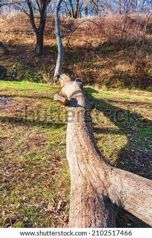 Sunny autumn day.A tree broken by the wind in a forest glade.Copy space.