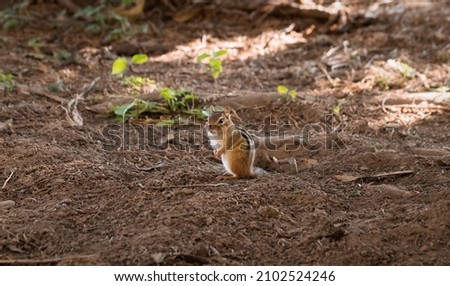 Closeup view of a chipmunk sitting on the ground beside its hole in brown soil