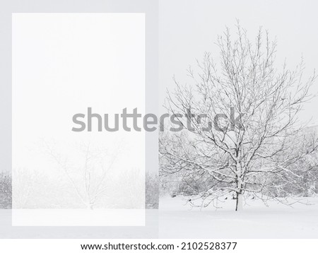 Creative artistic abstract winter background design postcard. Frozen forest snowy tree branches. Winter snow outdoors view. White and black design element