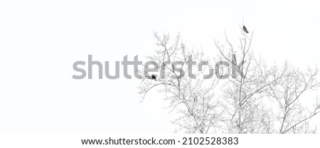 Creative artistic abstract winter background panorama design with empty space. Frozen forest snowy tree branches with birds. Winter snow outdoors view. White and black design element