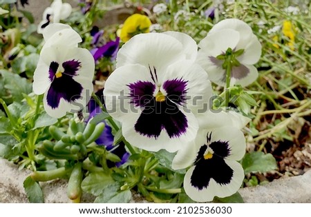 Amor-perfeito: Viola tricolor, popularly known as pansy and trinity herb, is a wild Eurasian biennial flower.