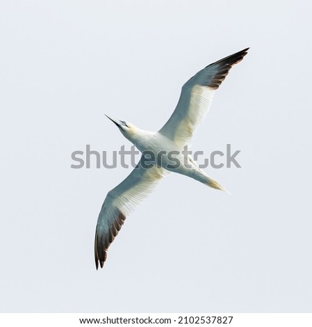 Gannet passing overhead in the Denmark Strait Royalty-Free Stock Photo #2102537827