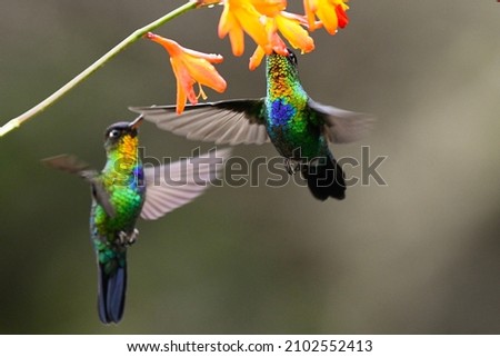 Fiery-throated hummingbirds feeding from flowers in Paraiso Quetzal Lodge. San Gerardo de Dota, Costa Rica. 