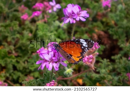 African monarch butterfly orange color pictured from the side, blurry background