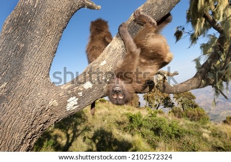 Close up of a playful baby Gelada monkey hanging in a tree, Simien mountains, Ethiopia.