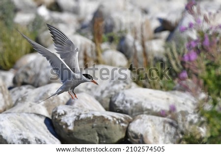 A tern flutters in flight before landing. Adult common tern in flight. Scientific name: Sterna hirundo. Ladoga Lake. Russia 
