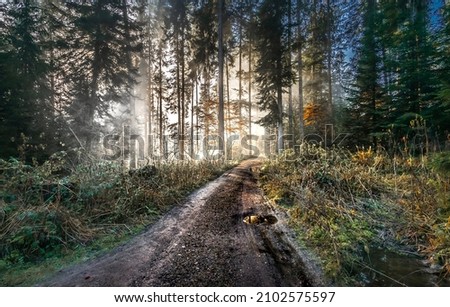 path in the forest in autumn morning