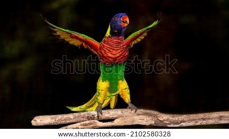 rainbow lorikeet open arm waiting lover, lorikeet wings, colourfull birds. Royalty-Free Stock Photo #2102580328