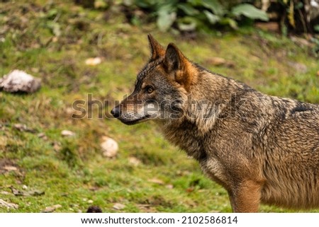 Photo of an Iberian wolf focused on prey that later on was able to escape from him. Zamora, Spain.