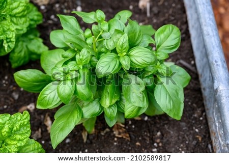Sweet Basil growing in rich garden soil in a raised planter bed in a kitchen garden, fresh herbs for cooking
 Royalty-Free Stock Photo #2102589817