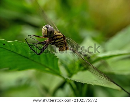 Green Dragonfly on the leave. insects, animals, fauna, macro photography