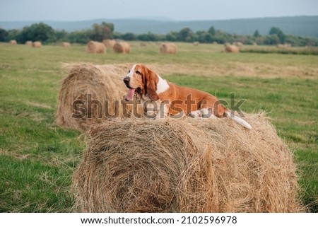 An adult dog of the Basset Hound breed walks in nature. The pet lies on a roll of hay. Royalty-Free Stock Photo #2102596978