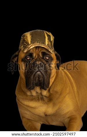 A BULLMASTIFF LYNG DOWN WITH A CAMOFLAUGE BASEBALL HAT WITH A BLACK BACKGROUND