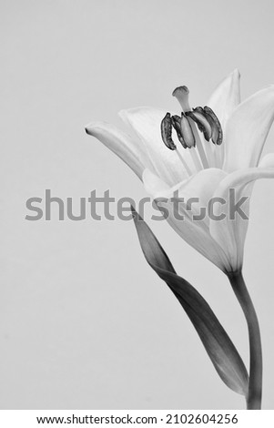 A lovely Lily flower isolated, selectively focused and photographed closely.  Presented in black and white.