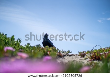Raven Bird perched on the ground with plants and pink flowers San Francisco Ocean Beach California