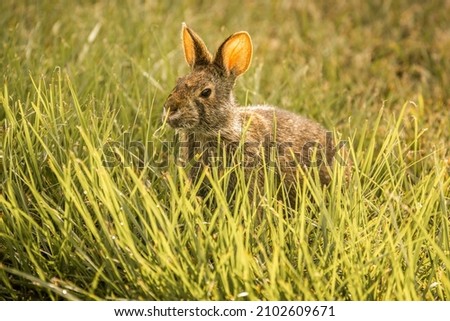 Small Hare in tall grass summer golden light
