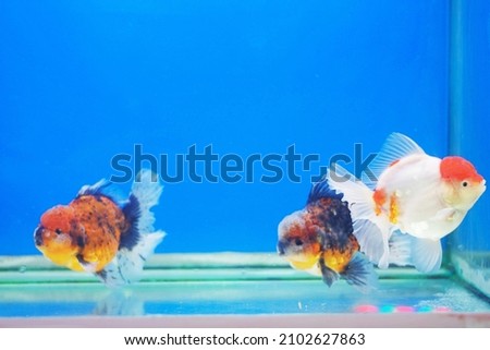 A beautiful lion head goldfish on isolated blue background.